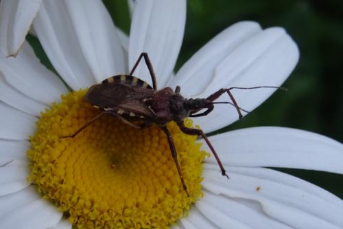 Réf. 252 891 : Rhynocoris erythropus